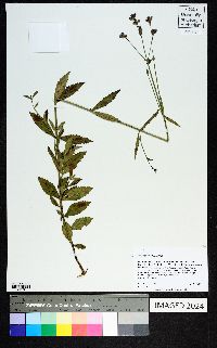 Verbena brasiliensis image