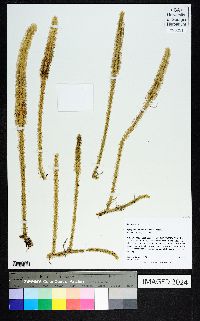 Lycopodiella alopecuroides image