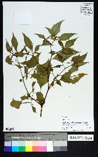 Physalis cordata image