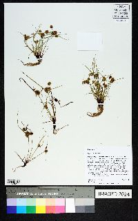 Cyperus squarrosus image