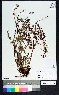 Rumex hastatulus image