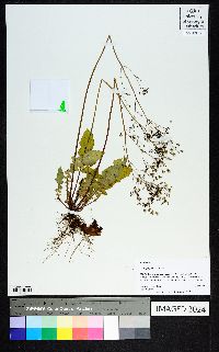 Youngia japonica image