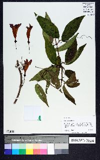 Bignonia capreolata image