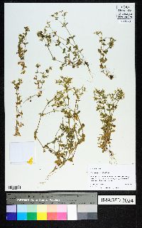 Cerastium glomeratum image