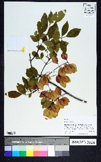 Fraxinus caroliniana image