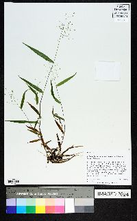 Dichanthelium dichotomum subsp. dichotomum image