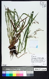 Scirpus lineatus image