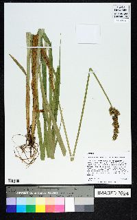 Carex stipata var. maxima image