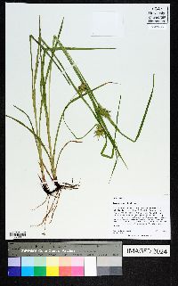 Carex louisianica image