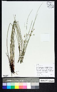 Juncus coriaceus image