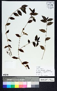 Tradescantia fluminensis image