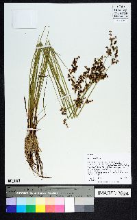 Juncus elliottii image