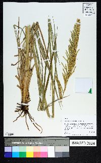 Paspalum intermedium image