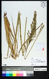 Paspalum intermedium image