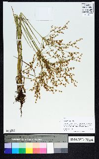 Juncus diffusissimus image