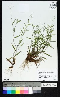 Dichanthelium aciculare var. aciculare image