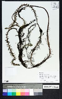 Myriophyllum heterophyllum image