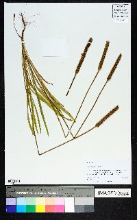 Plantago wrightiana image