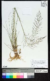 Sporobolus indicus var. pyramidalis image