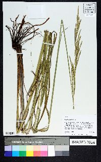 Paspalum urvillei image