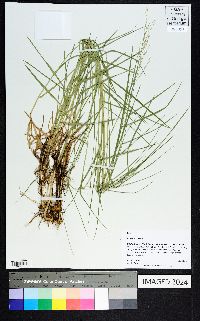 Panicum repens image