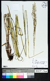 Paspalum urvillei image