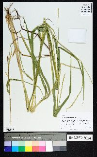 Rottboellia cochinchinensis image