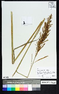 Paspalum intermedium image