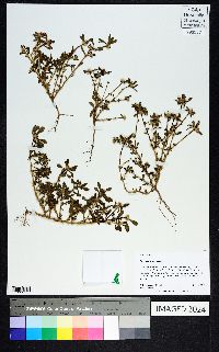 Portulaca amilis image