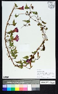 Ipomoea purpurea image