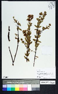 Hypericum tetrapetalum image