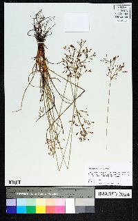 Fimbristylis dichotoma image