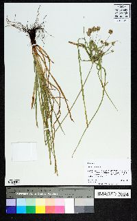 Cyperus croceus image