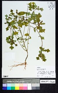 Euphorbia cyathophora image