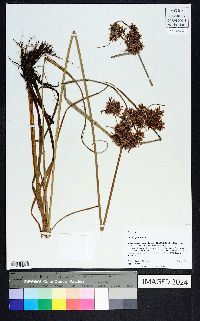 Cyperus pilosus image