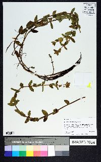 Bacopa caroliniana image