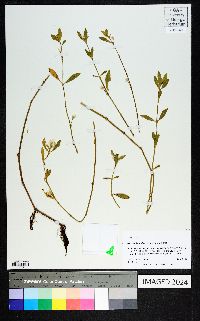 Alternanthera philoxeroides image