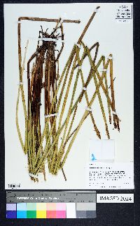 Eleocharis equisetoides image