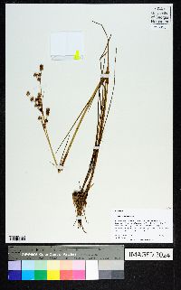 Juncus scirpoides image