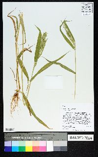 Urochloa ramosa image