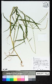 Digitaria ciliaris image