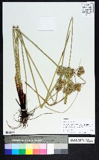 Cyperus entrerianus image