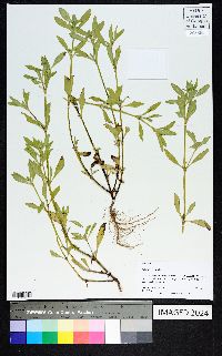 Richardia scabra image