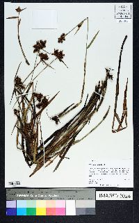 Fuirena breviseta image