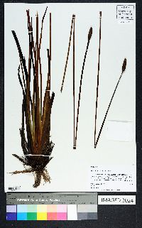 Xyris stricta var. stricta image