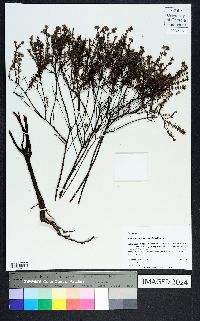 Hypericum brachyphyllum image