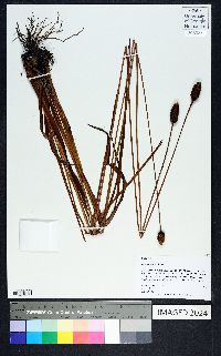 Xyris platylepis image