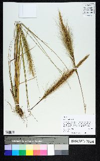 Aristida spiciformis image