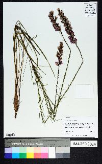 Liatris graminifolia image