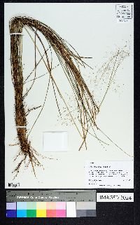 Muhlenbergia expansa image